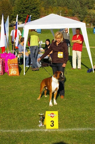 www.boxer-show.eu